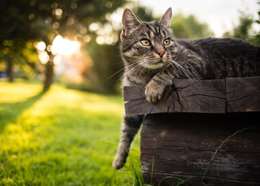 Mon chat veut sortir, mais j’ai peur : nos conseils