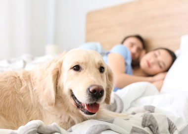 Dormir avec son chien : une mauvaise habitude ?