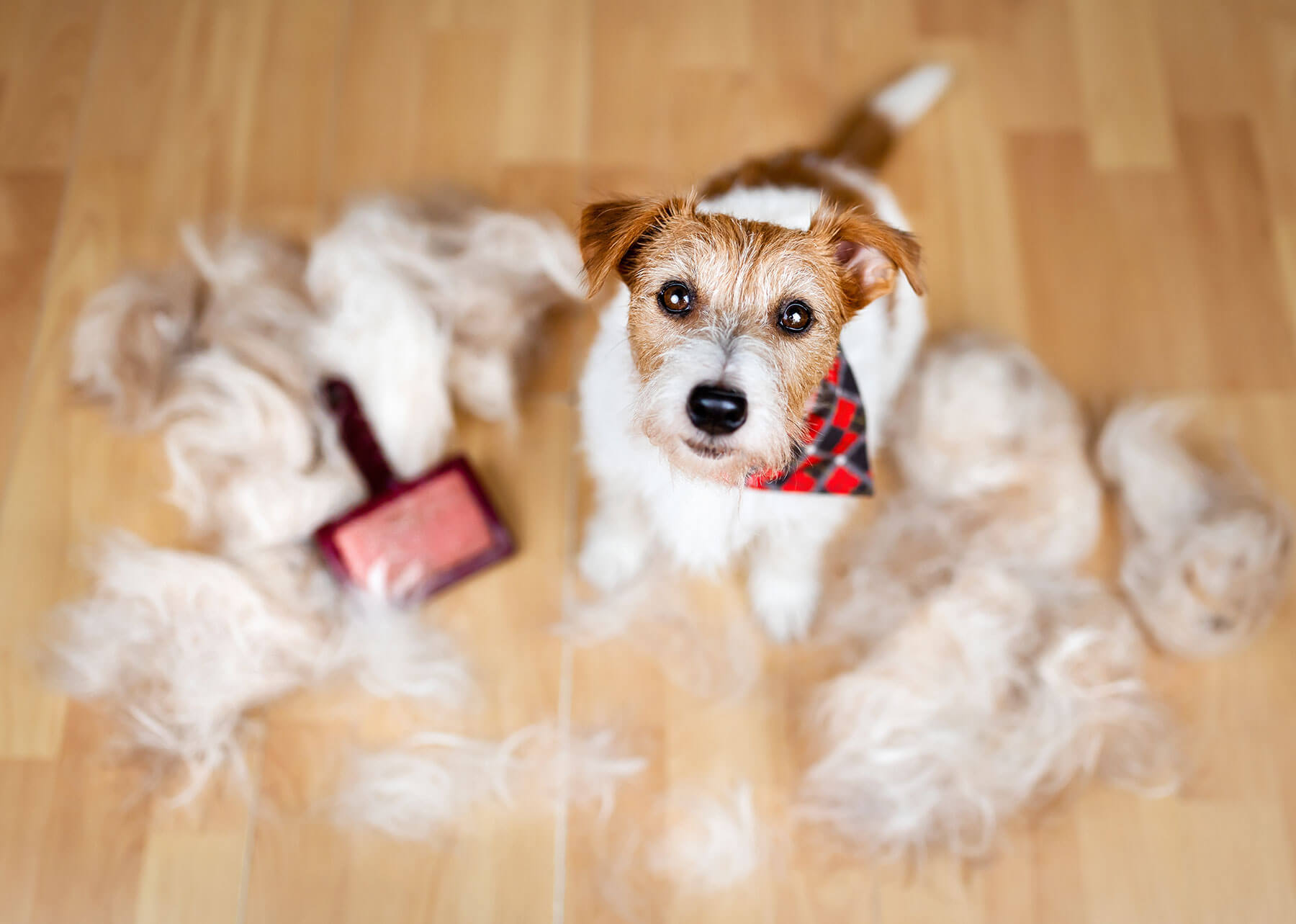 Un chien de petite taille au pelage blanc et brun est assis sur un sol en bois clair, entouré de gros tas de poils de mue éparpillés. Une brosse pour animaux se trouve au milieu des poils. Le chien porte un petit foulard à motifs écossais rouges et noirs autour du cou et regarde directement vers l'objectif.