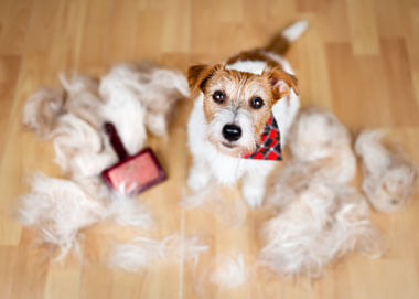 Comment prendre soin des poils de votre chien ?