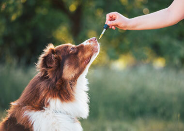La phytothérapie pour chien : conseils, précautions et bienfaits