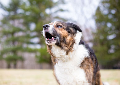 Chien qui aboie : comment l’apaiser et éviter les problèmes de voisinage ?