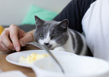 10 aliments toxiques pour les chats