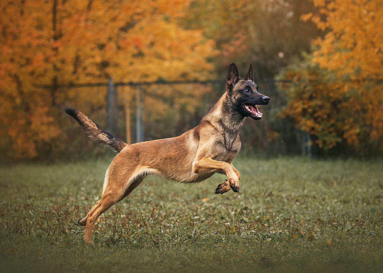 Un chien de race Berger Belge Malinois, au pelage fauve charbonné et masque noir, est capturé en pleine action, courant à vive allure sur une pelouse herbeuse. L'arrière-plan est composé d'arbres avec un feuillage dense aux teintes automnales orange et jaunes.