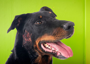 Comment soigner un hotspot chez le chien ?