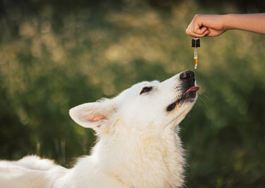 Huile de poisson pour chien : quels sont ses bienfaits pour votre animal ?