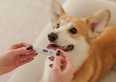 Comment, quand et pourquoi prendre la température de son chien ?