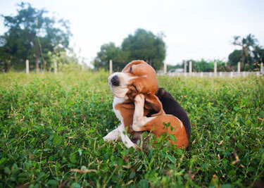 Protégez votre chien des puces grâce à un traitement adapté