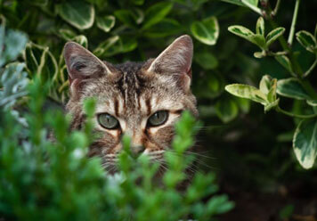 Chats et biodiversité : agir pour le vivant et le bien-être animal