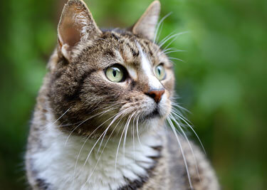 Diarrhée chez le chat : comment réagir et quand consulter ?