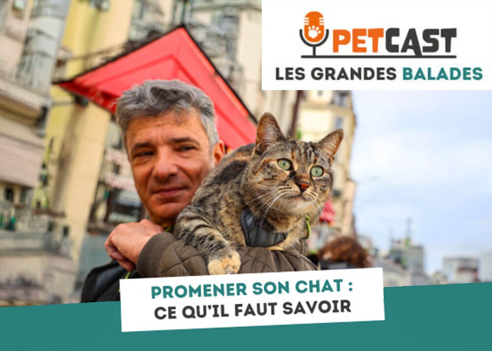 Podcast : Promener son chat, ce qu'il faut savoir