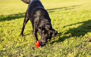Loisirs chien - chien qui joue dans l'herbe avec un fourre kong