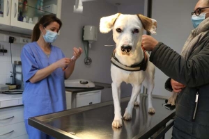 Santé et hygiène du chien - chien debout sur une table opératoire regardant l'objectif de la caméra. il est entouré de son maître et d'un vétérinaire.