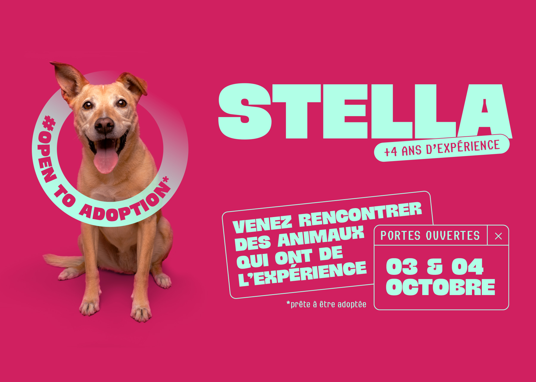 Portes Ouvertes les 3 et 4 octobre : adoptez des animaux qui ont de l’expérience !