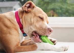 Un chien beige avec un collier rouge qui mâchouille un jouet vert