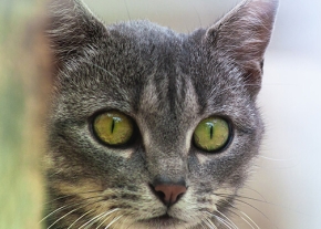 Chat gris aux yeux verts regardant fixement, en partie caché derrière un arbre.