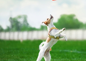 Petit chien sautant en plein air pour attraper un frisbee dans un champ verdoyant.