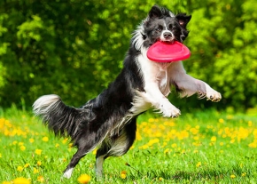 Un chien noir et blanc bondit avec énergie pour attraper un disque rouge en plein vol, dans un champ verdoyant parsemé de fleurs jaunes éclatantes, sous un ciel clair et ensoleillé.