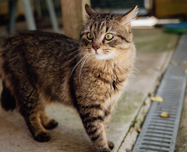 Chat tigré marchant à l'extérieur près d'un caniveau, regardant attentivement avec des yeux verts.