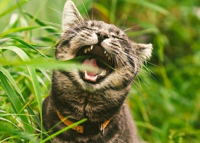 Un chat européen en train de manger de longues tiges d'herbes