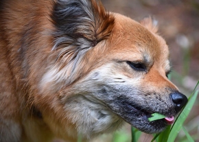 Un chien au pelage orange en train de manger de longues tiges d'herbes