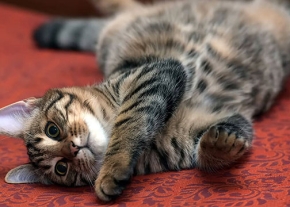 Un chat européen allongé sur le dos sur une moquette écarlate avec des motifs