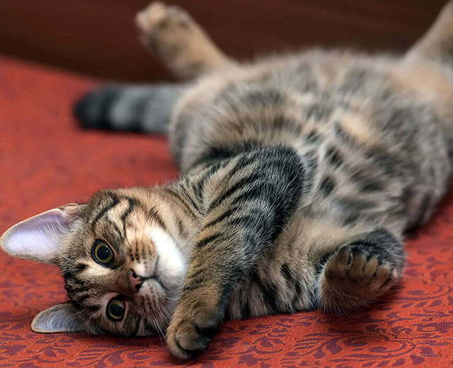Un chat européen allongé sur le dos sur une moquette écarlate avec des motifs