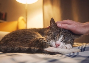 Un chat européen gris avec des pattes toutes blanches en train de dormir sur un lit. Une main humaine lui caresse la tête. Une lampe allumée en arrière plan.