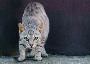 Un chat au pelage gris tigré se tient accroupi sur le sol, avec le dos arqué vers le haut et les yeux verts fixés droit devant. Ses oreilles sont légèrement orientées vers l'avant et il se trouve devant un mur sombre.