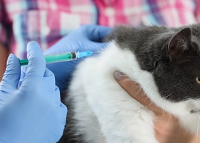 Photographie d'un vétérinaire administre un vaccin à un chien européen au pelage gris et blanc, en présence du propriétaire du chat, symbolisant l'importance de la vaccination pour la santé des animaux.