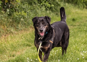 Photographie d'un chien noir en laisse jaune profitant d'une promenade dans un chemin herbeux, entouré de verdure, illustrant les bienfaits des balades pour le bien-être des chiens.