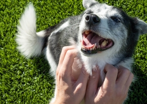 Un chien noir et blanc qui se fait caresser, il ouvre la gueule et semble beaucoup apprécier