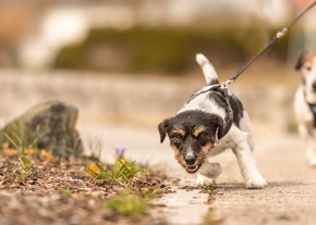un chien de petite taille qui tire énergiquement sur la laisse lors de la promenade