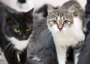 3 chats vu de face, ils ont des couleurs de pelage différents