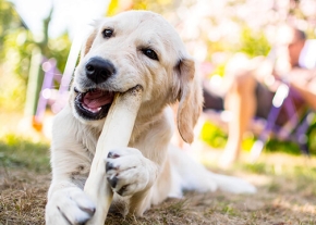 Chien labrador mâchant un os en extérieur, illustrant l'importance de la mastication pour sa santé et son bien-être.