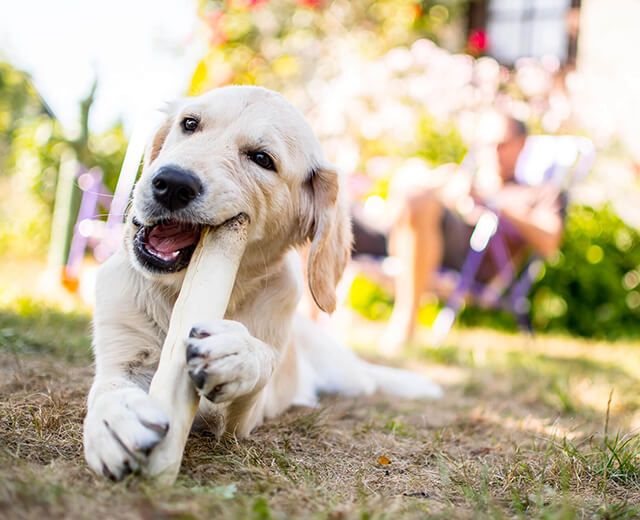 Chien labrador mâchant un os en extérieur, illustrant l'importance de la mastication pour sa santé et son bien-être.
