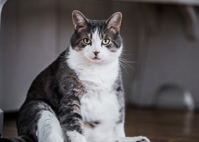 Un gros chat gris et blanc.
