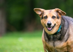 un chien obese dans l'herbe en extérieur qui parait heureux