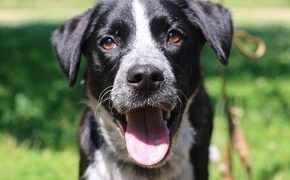 Un chien noir et blanc au regard expressif et à la langue pendante, attaché en laisse dans un parc verdoyant, symbolisant le bonheur et l'énergie des chiens en plein air.