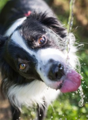 Chien qui boit de l'eau