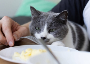 Un chat au pelage gris et blanc observe une assiette de nourriture posée sur une table, tandis qu'une personne tient une fourchette à côté. Le chat est positionné près du bras de la personne, fixant le contenu de l'assiette.