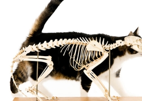 un squelette de chat