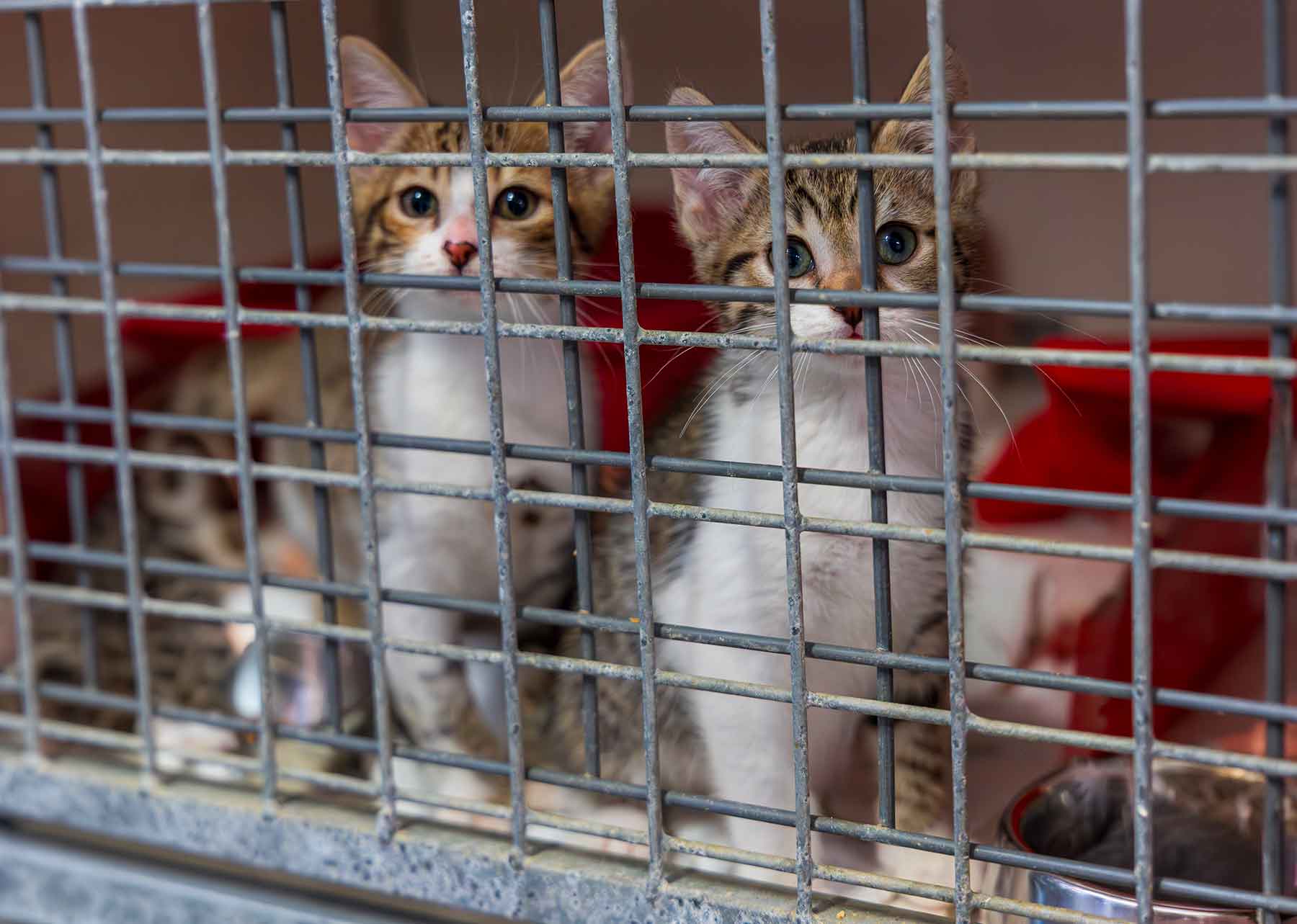 Eté 2026 : la SPA a recueilli un nombre record d'animaux !