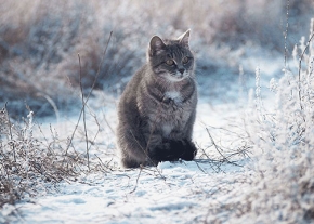 Un chat au pelage gris tigré est assis en position droite sur un sol couvert de neige et parsemé de branches sèches, dans un environnement extérieur hivernal. Il regarde attentivement vers la droite.