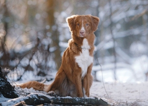 Un chien de race Nova Scotia Duck Tolling Retriever, au pelage rouge-doré avec des marques blanches sur la poitrine et le visage, est assis sur un sol enneigé au pied d'un arbre dans une forêt.
