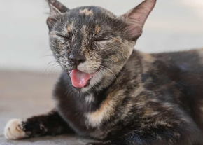 Un chat au pelage écaille de tortue est allongé sur une surface claire, la tête légèrement tournée vers la gauche, avec les yeux fermés et la gueule ouverte en grand.