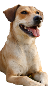 Labrador doré