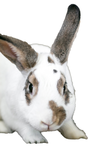 Lapin