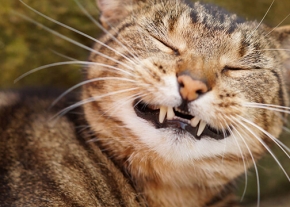 Un chat au pelage tigré est photographié en gros plan, avec les yeux fermés, la tête légèrement inclinée vers l'arrière et la gueule entrouverte montrant ses crocs, donnant l'impression qu'il éternue ou bâille. De longues moustaches blanches encadrent son visage.