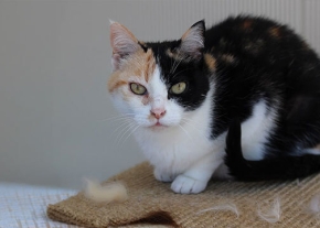 Un chat tricolore à taches noires, rousses et blanches est assis sur une surface texturée où des touffes de poils éparses sont visibles autour de lui. Il regarde directement vers l'avant avec des yeux verts.